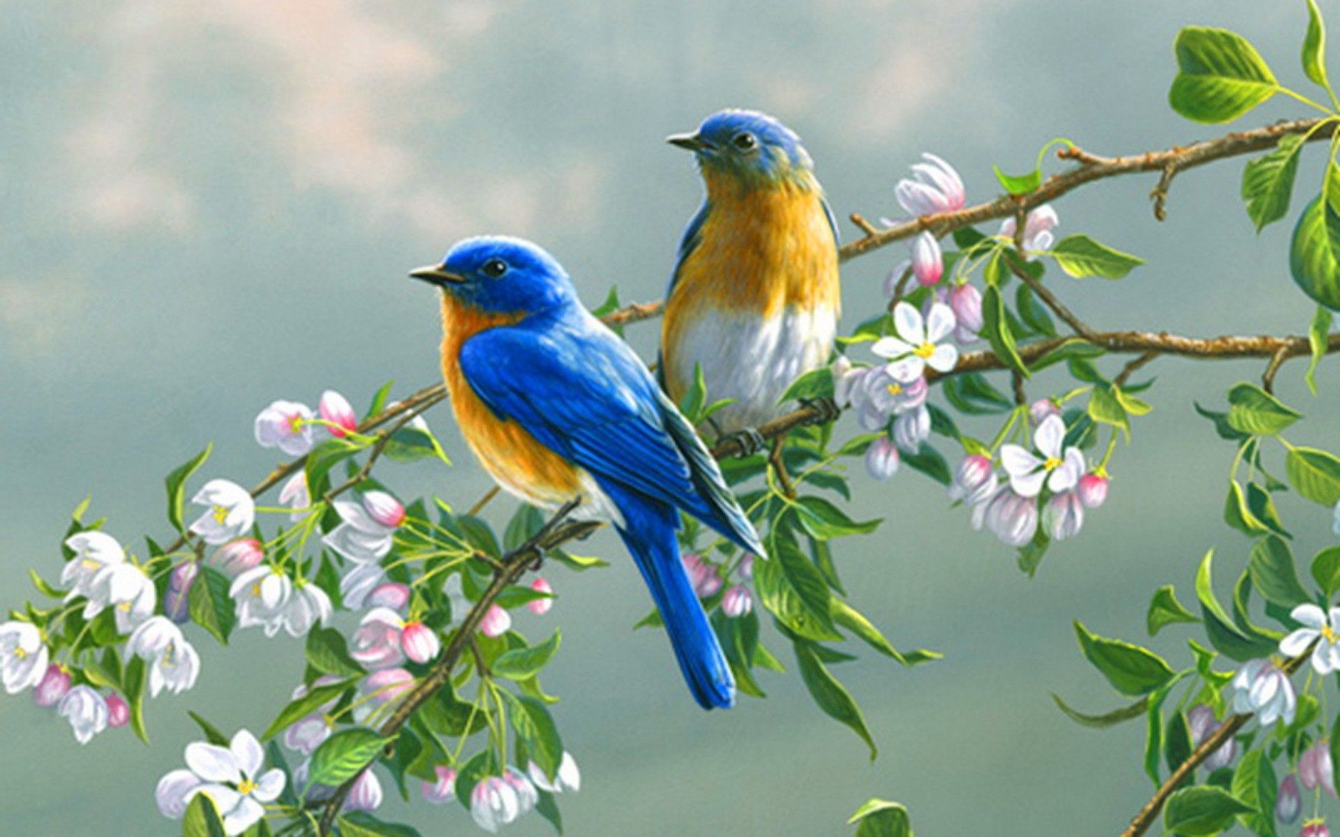 Birds Wallpapers