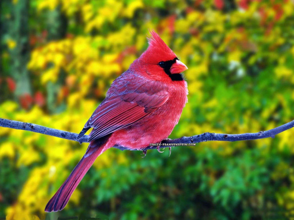 Birds Wallpapers