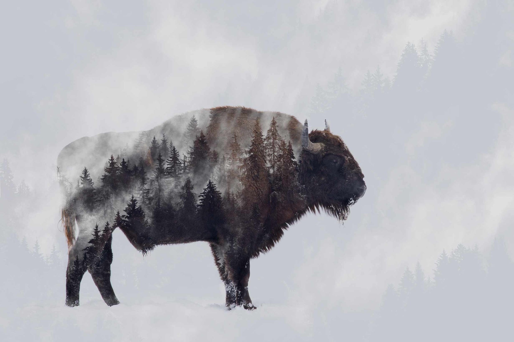 Bison Wallpapers