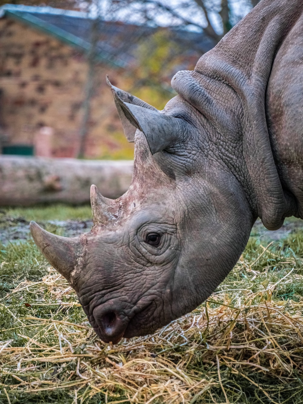 Black Rhinoceros Wallpapers