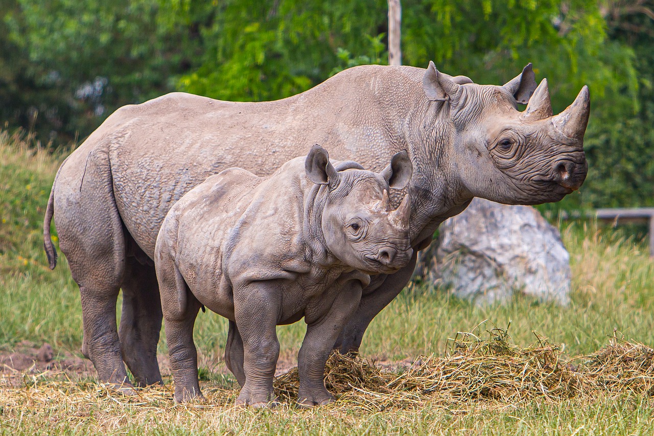 Black Rhinoceros Wallpapers