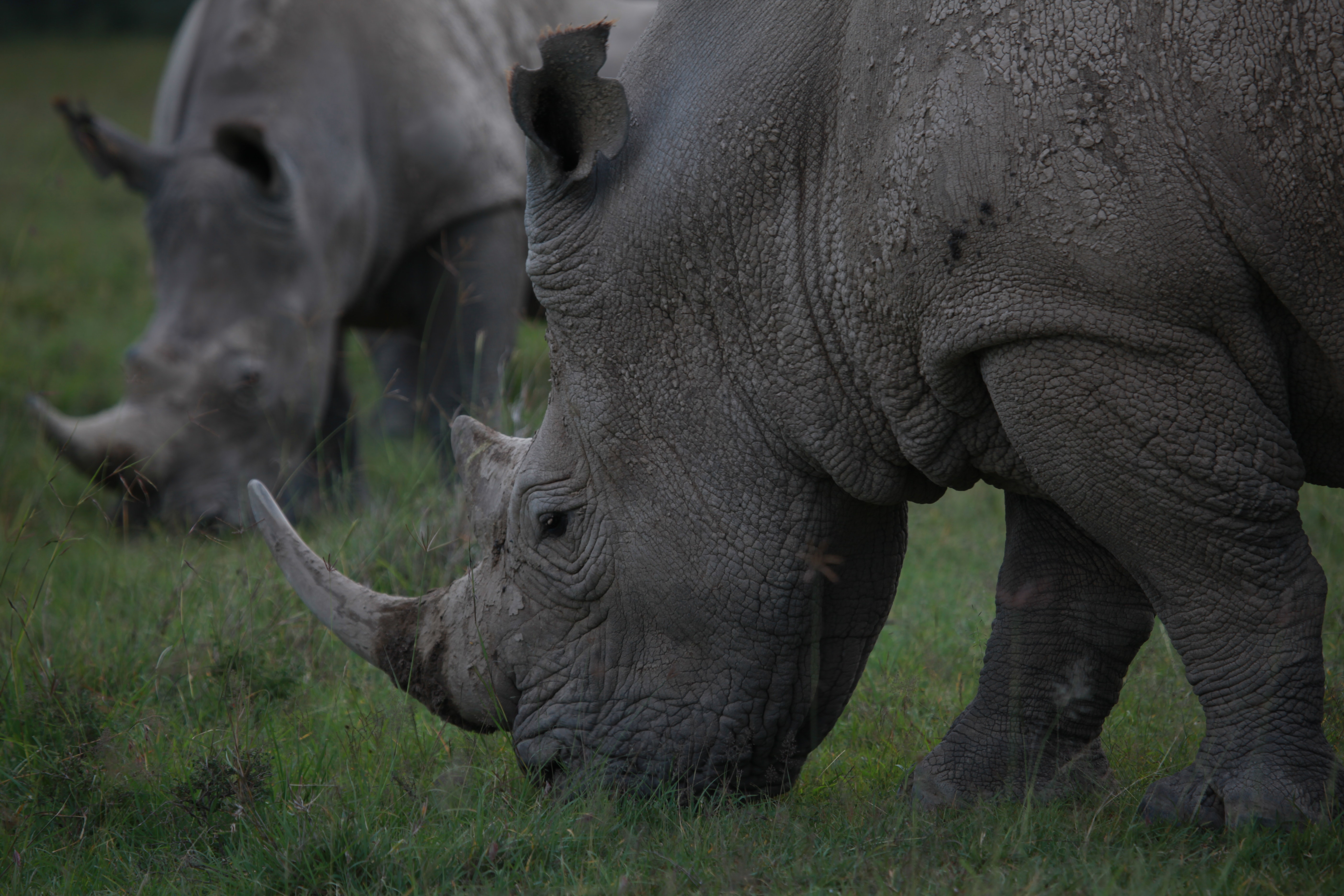 Black Rhinoceros Wallpapers