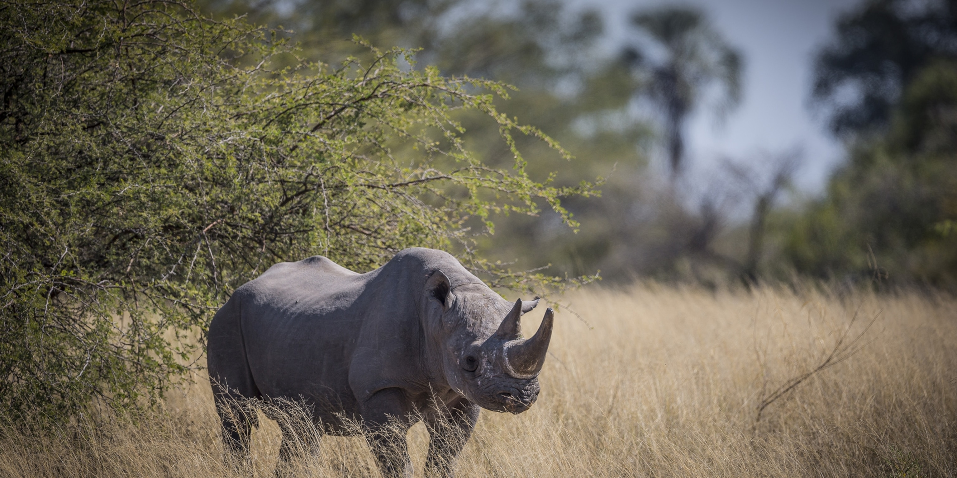 Black Rhinoceros Wallpapers