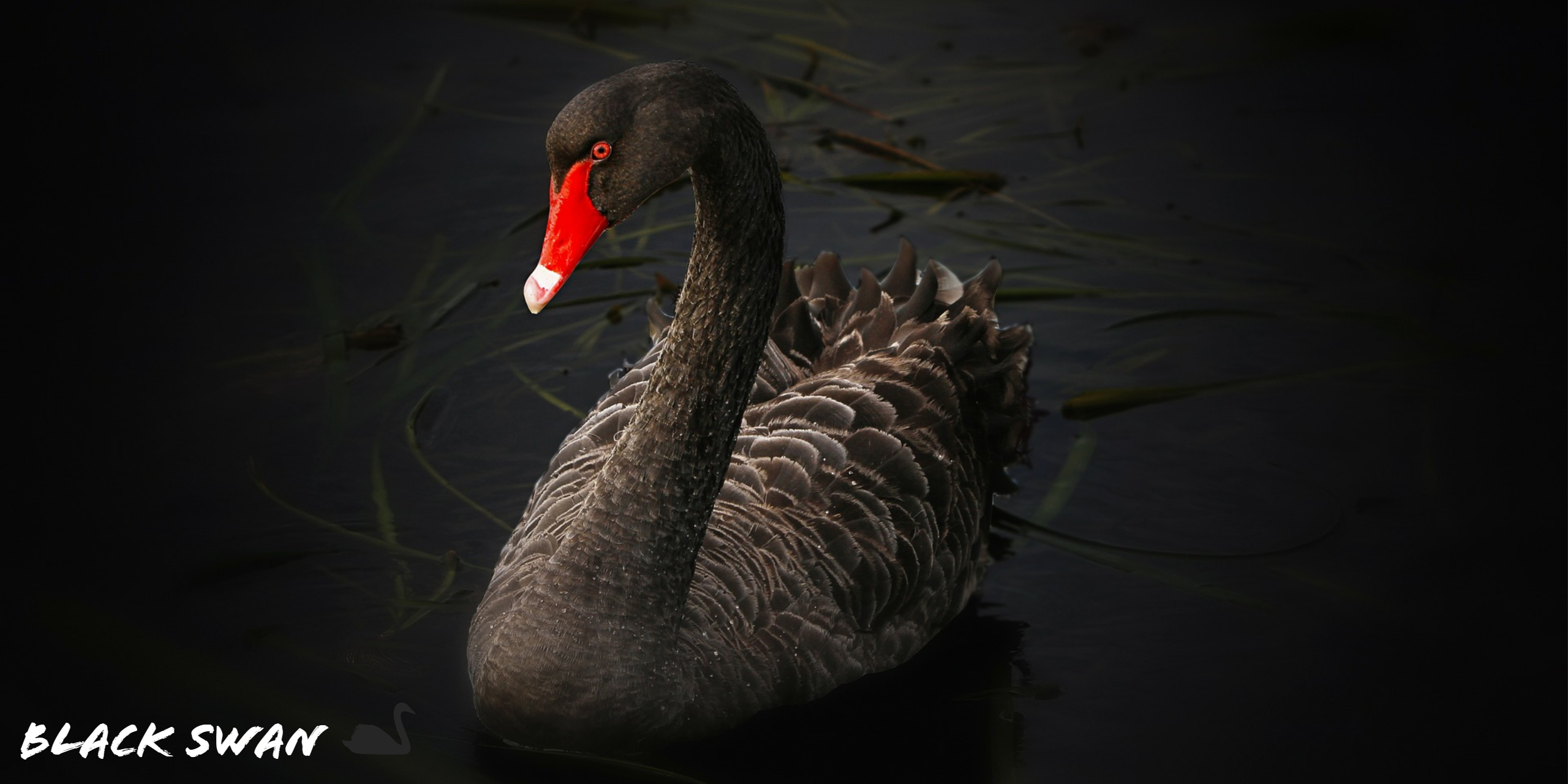 Black Swan Wallpapers