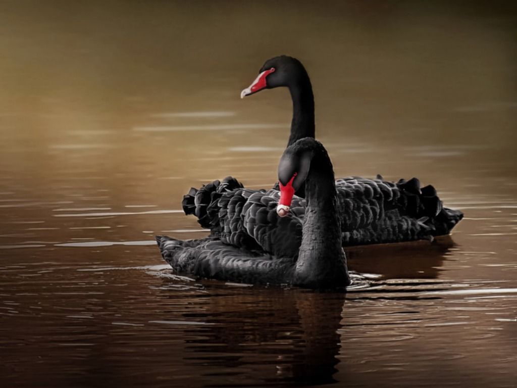 Black Swan Wallpapers