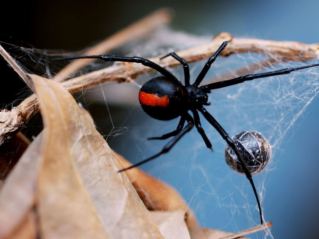 Black Widow Spiders Wallpapers