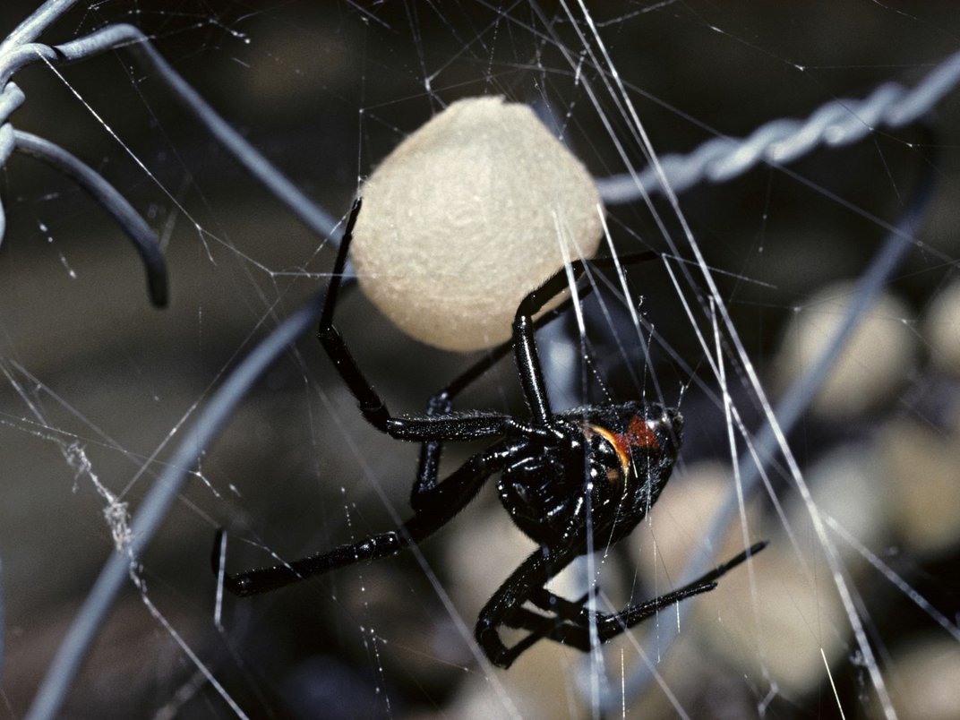 Black Widow Spiders Wallpapers