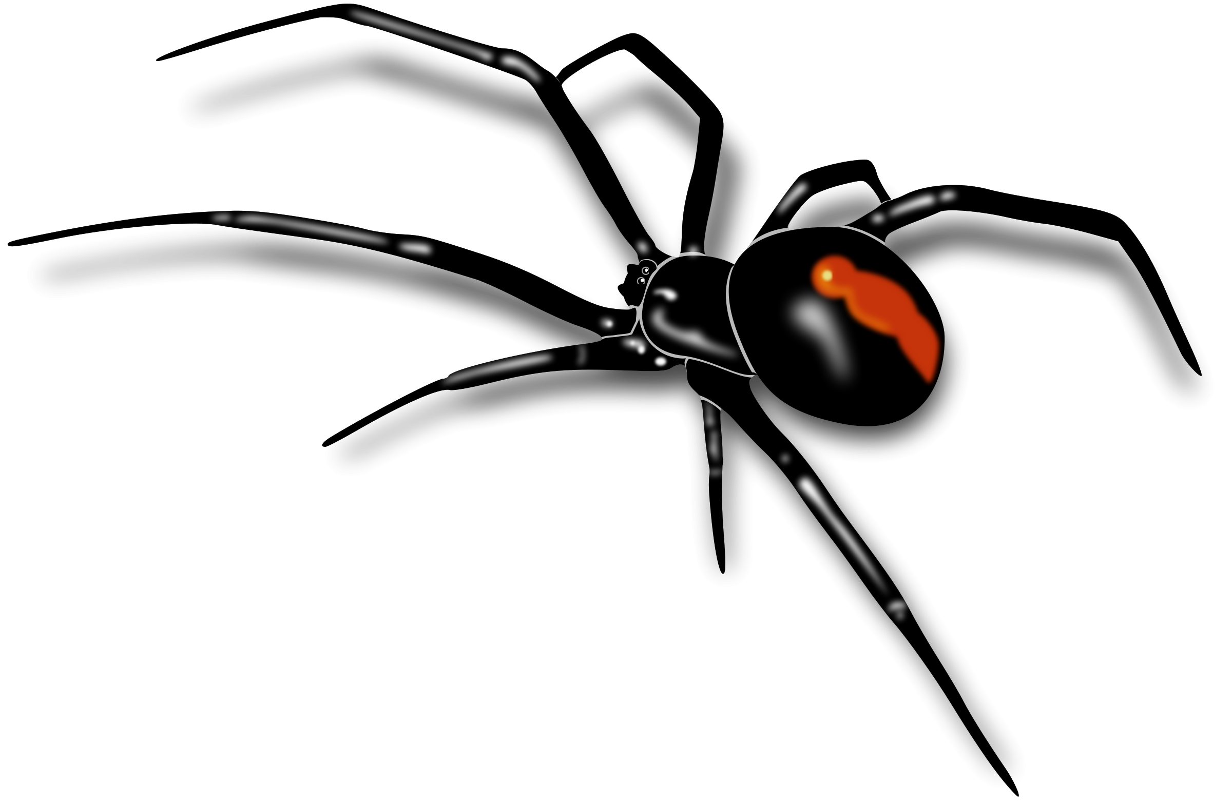 Black Widow Spiders Wallpapers