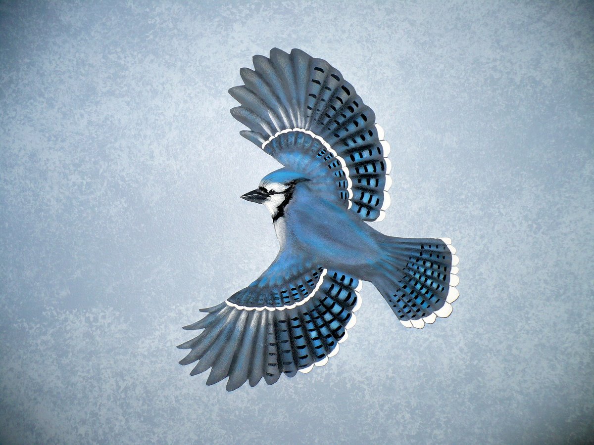 Blue Jay Wallpapers