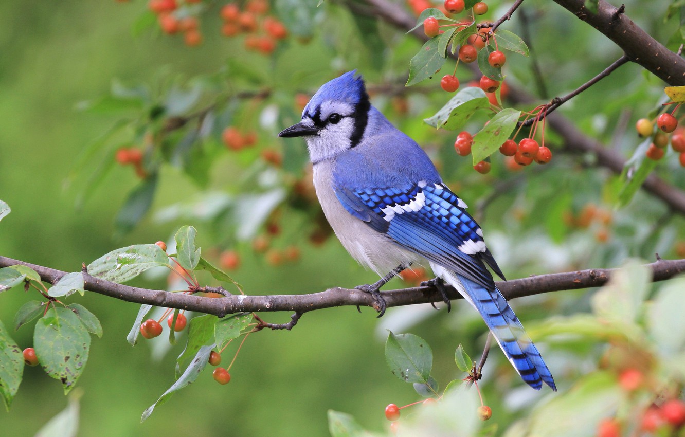 Blue Jay Wallpapers