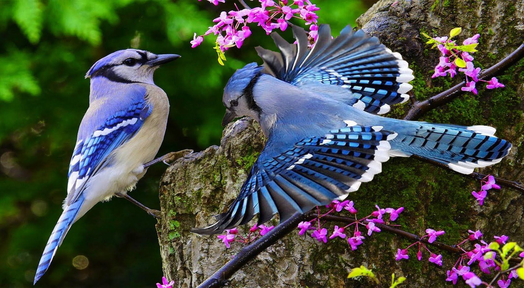 Blue Jay Wallpapers