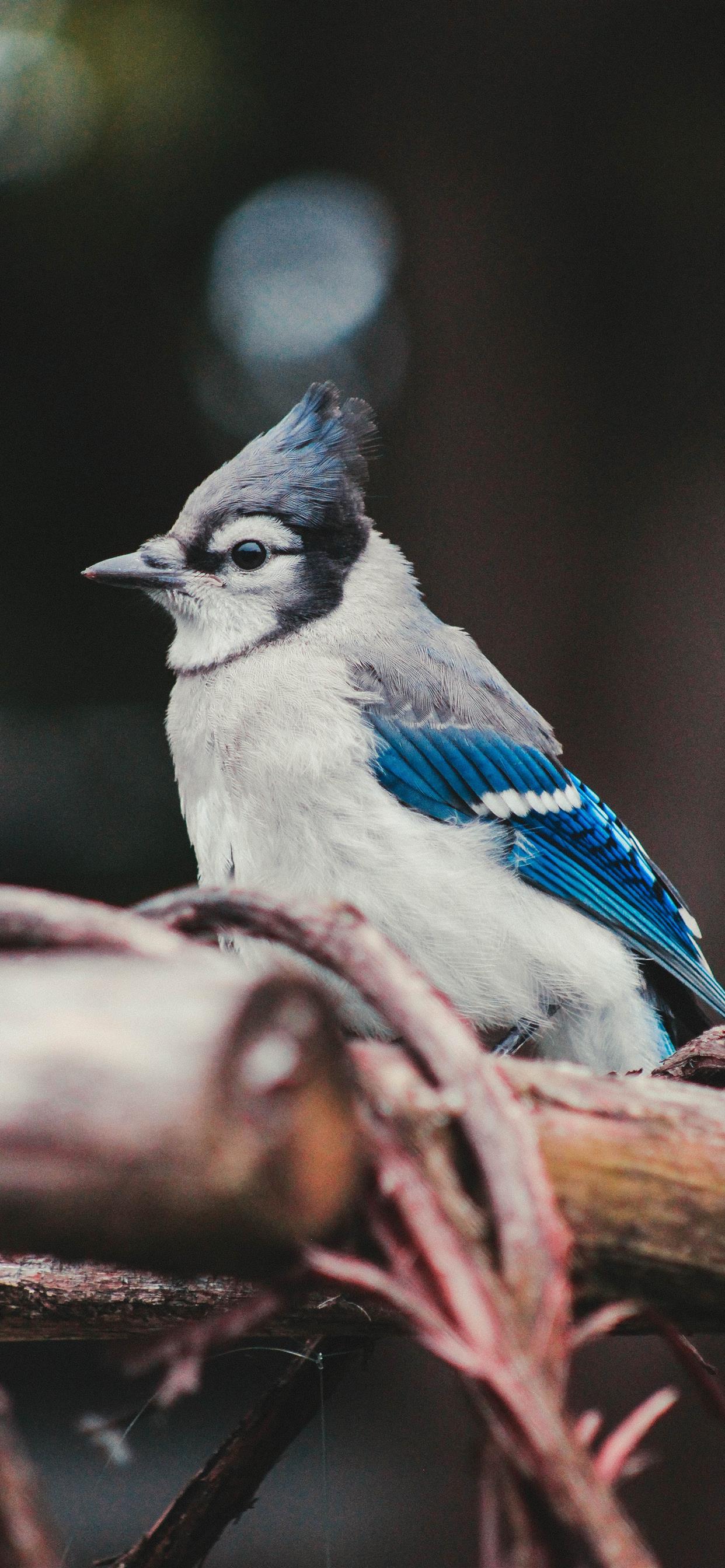 Blue Jay Wallpapers