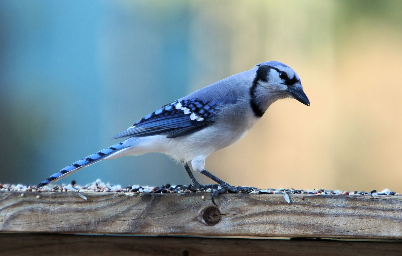 Blue Jay Wallpapers