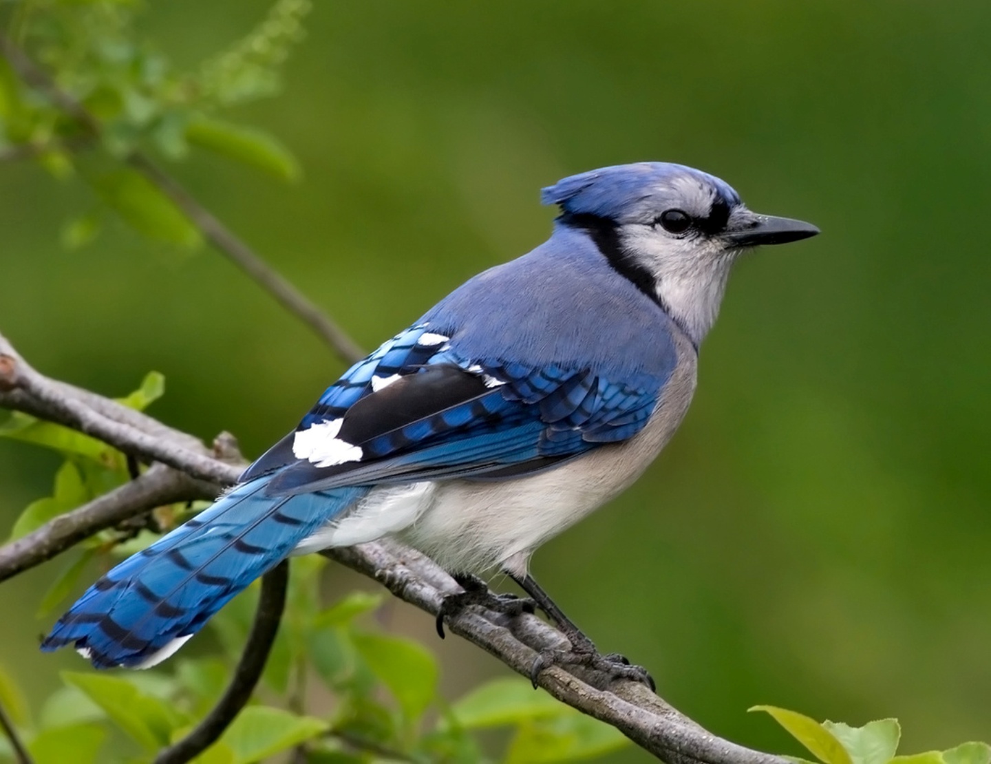 Blue Jay Wallpapers