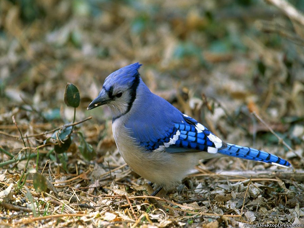 Blue Jay Wallpapers