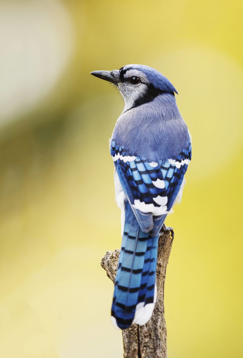 Blue Jay Wallpapers