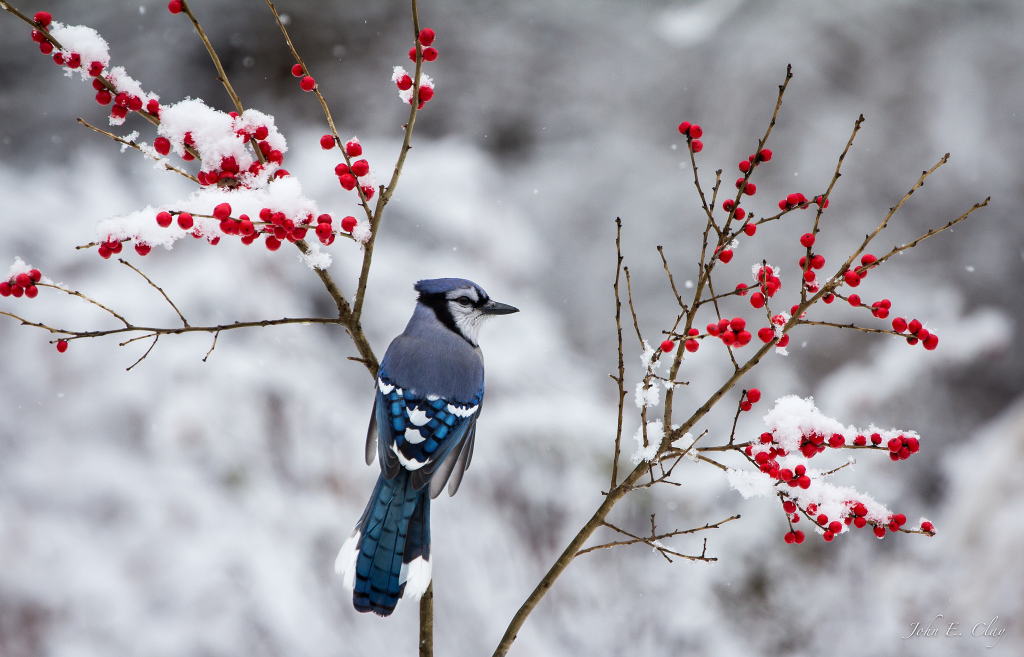 Blue Jay Wallpapers