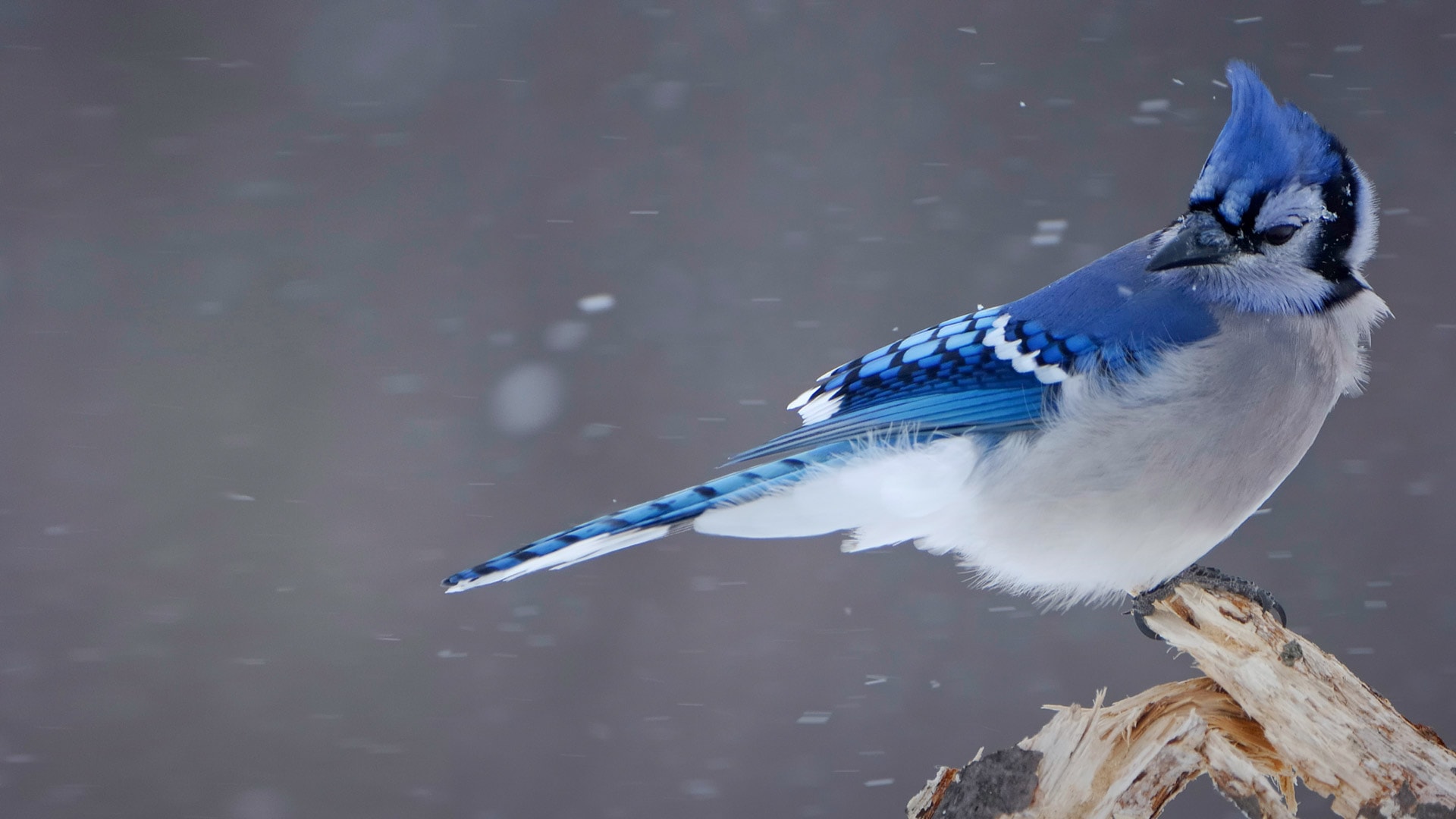 Blue Jay Wallpapers