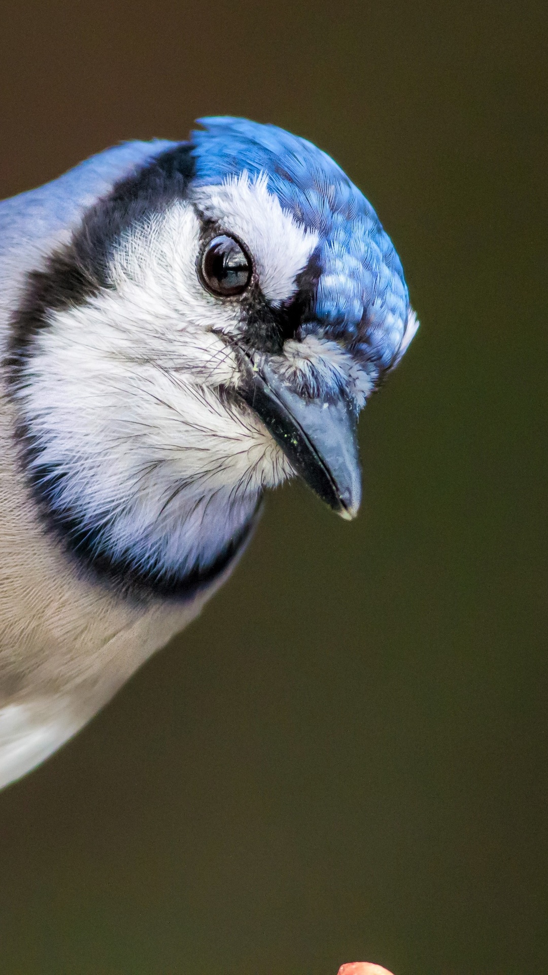 Blue Jay Wallpapers