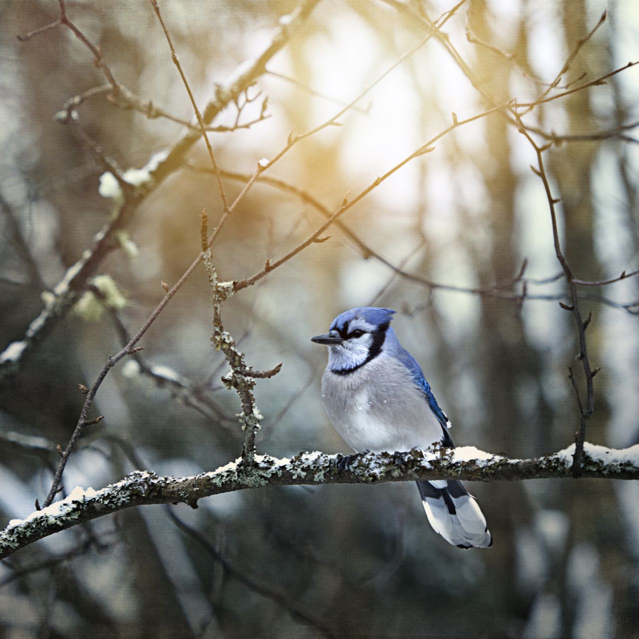 Blue Jay Wallpapers