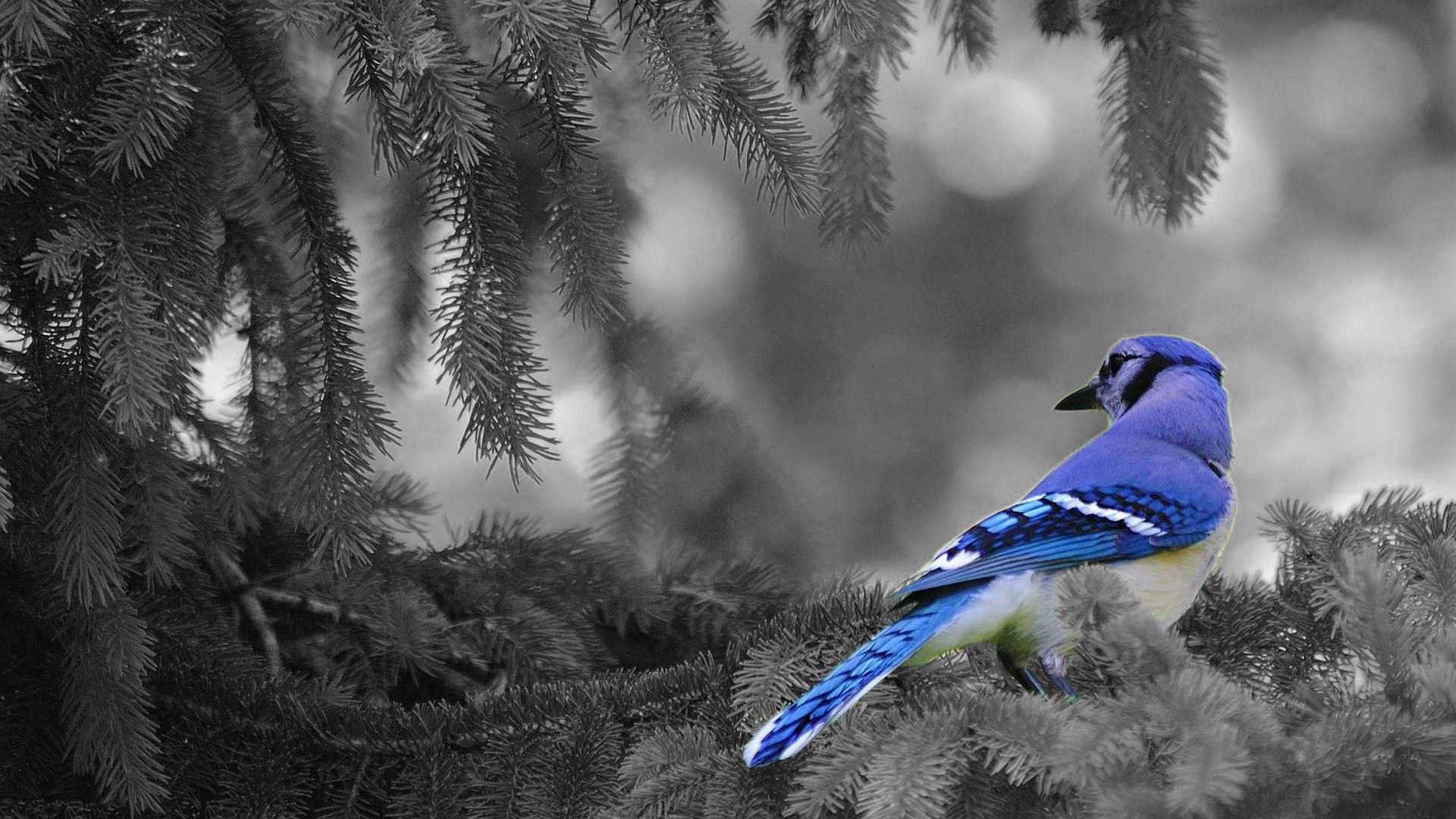 Blue Jay Wallpapers