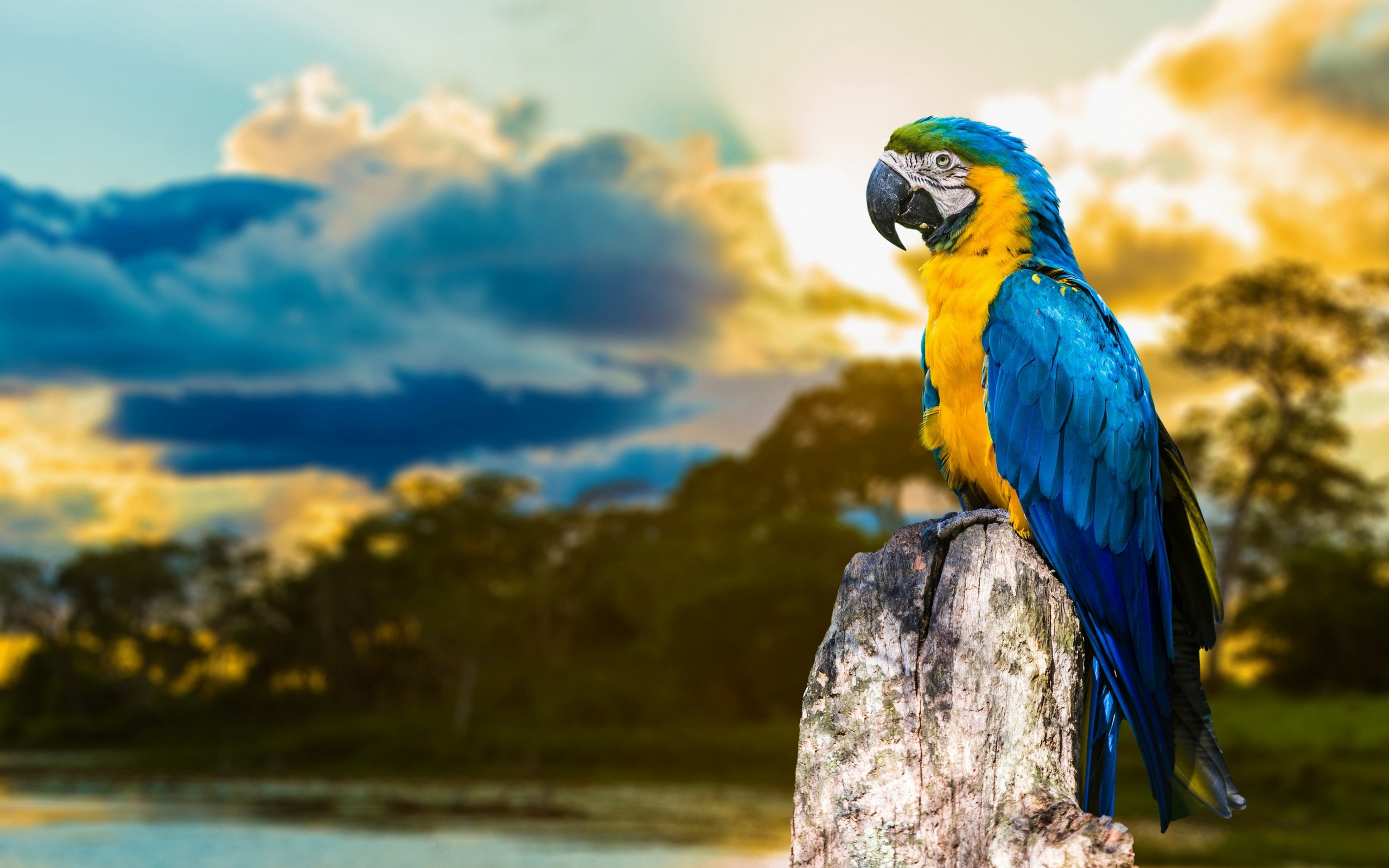 Blue-And-Yellow Macaw Wallpapers