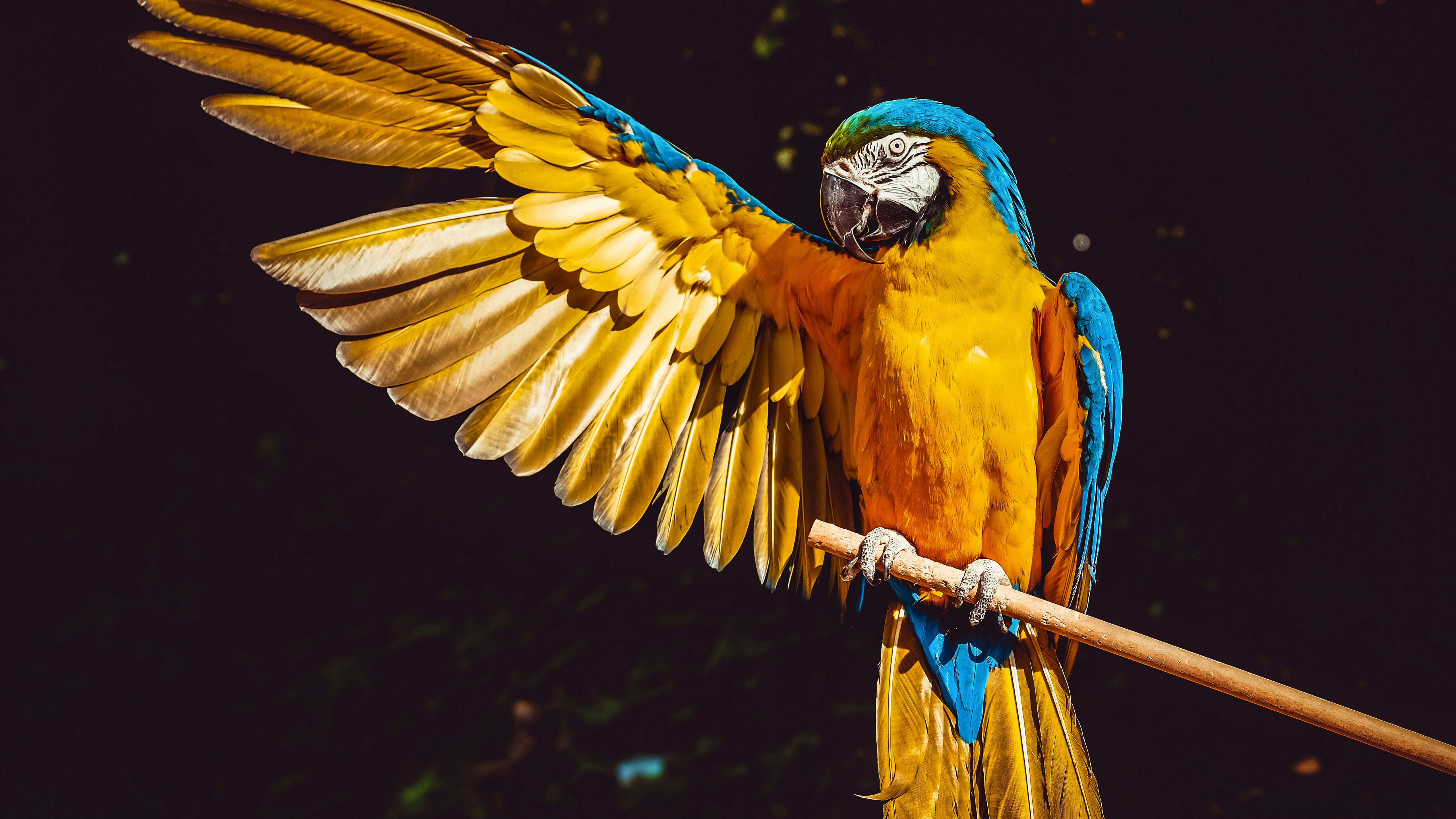 Blue-And-Yellow Macaw Wallpapers