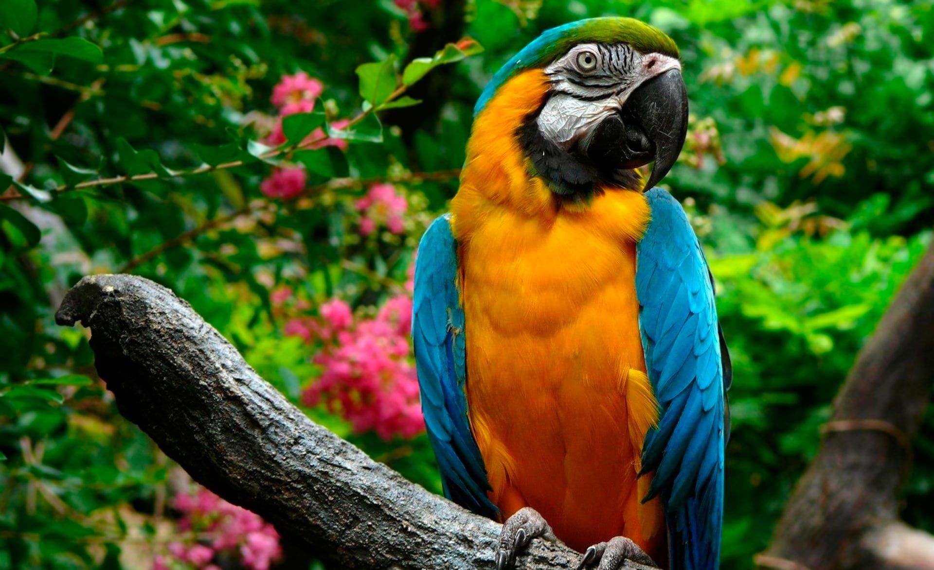 Blue-And-Yellow Macaw Wallpapers