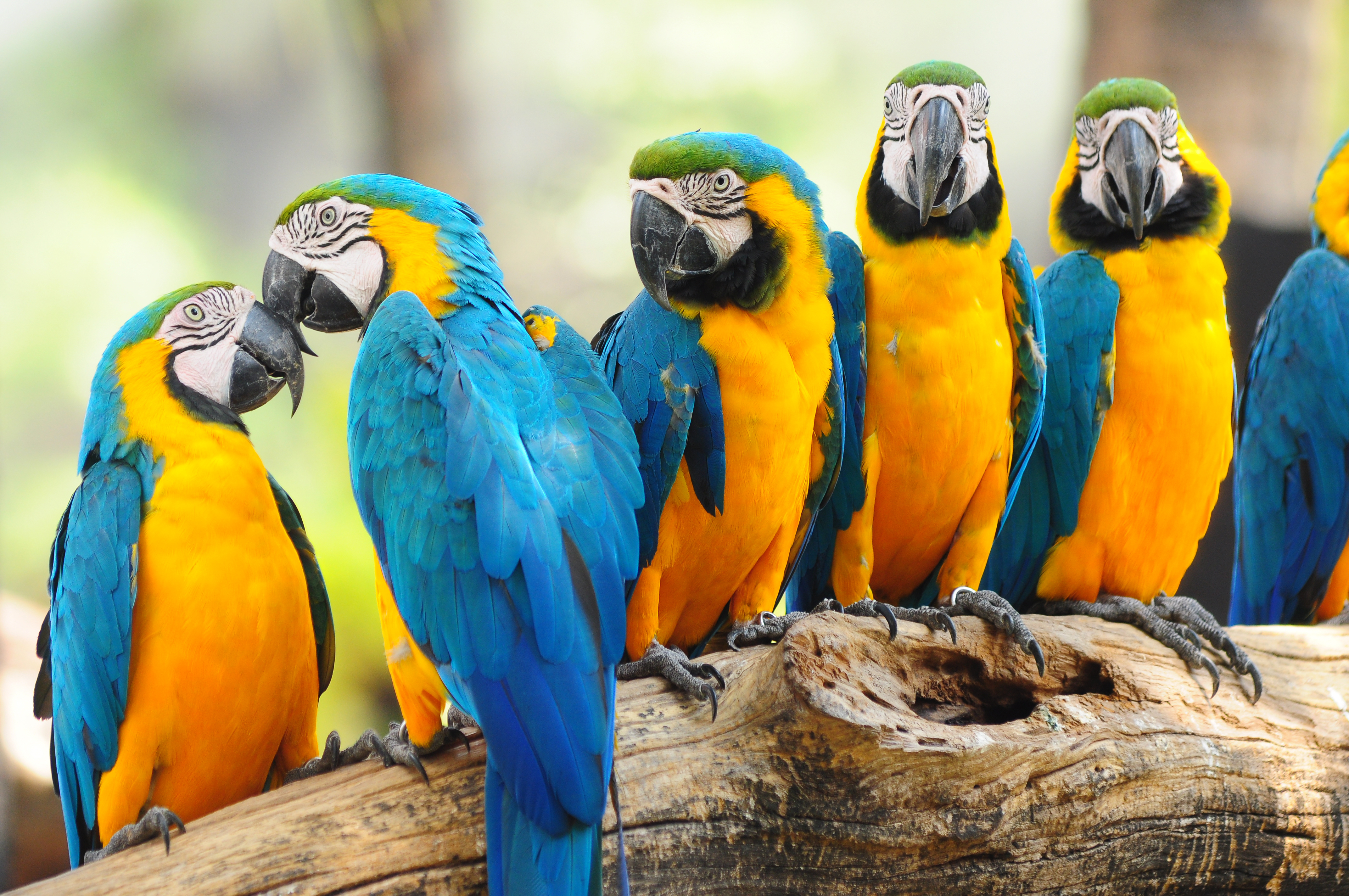 Blue-And-Yellow Macaw Wallpapers