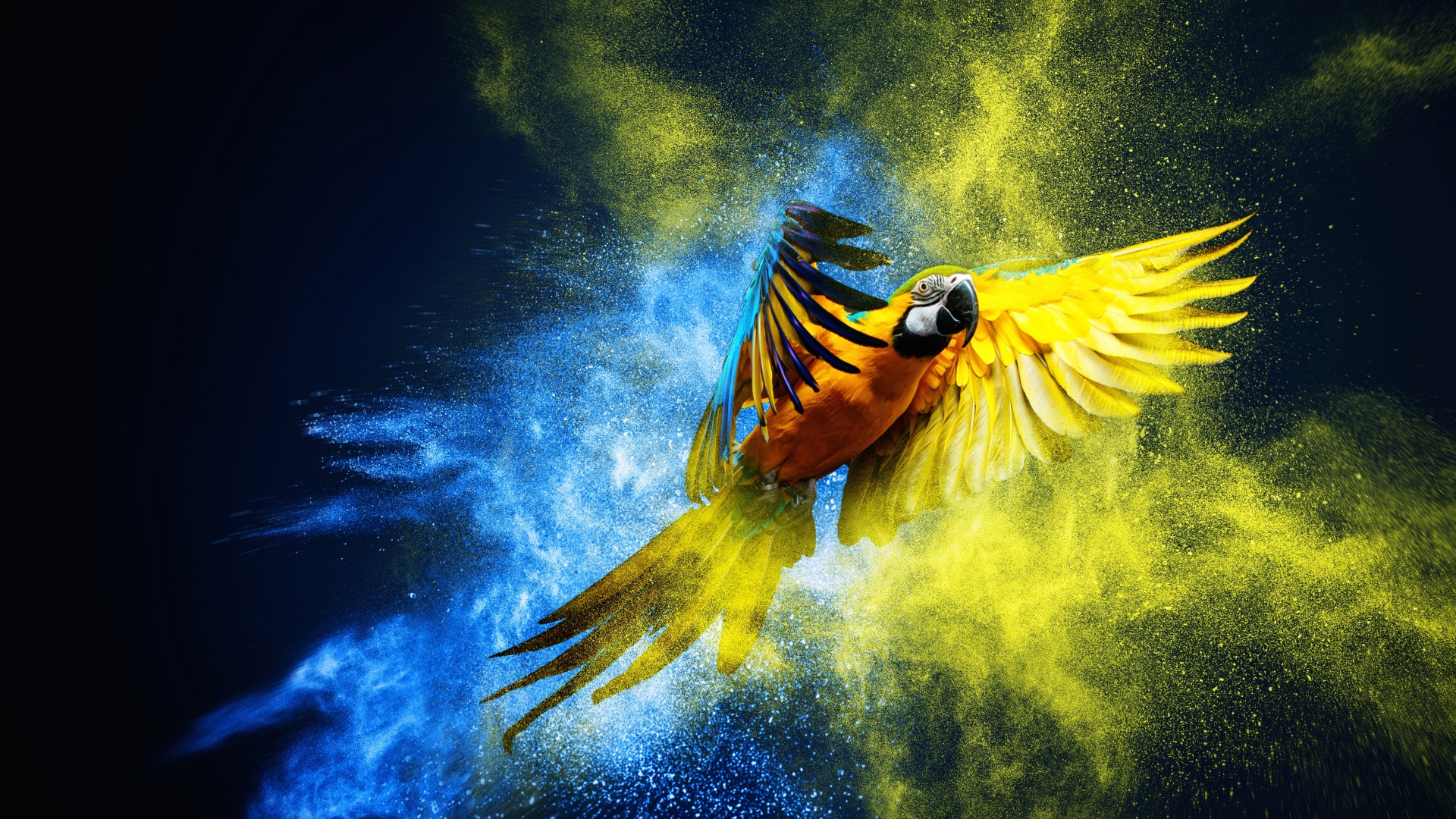 Blue-And-Yellow Macaw Wallpapers