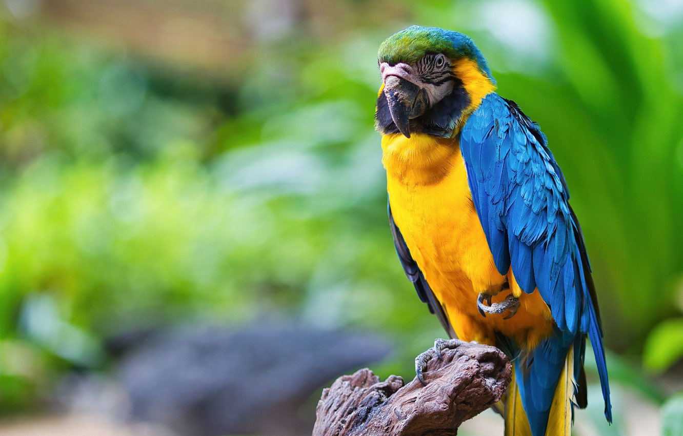 Blue-And-Yellow Macaw Wallpapers