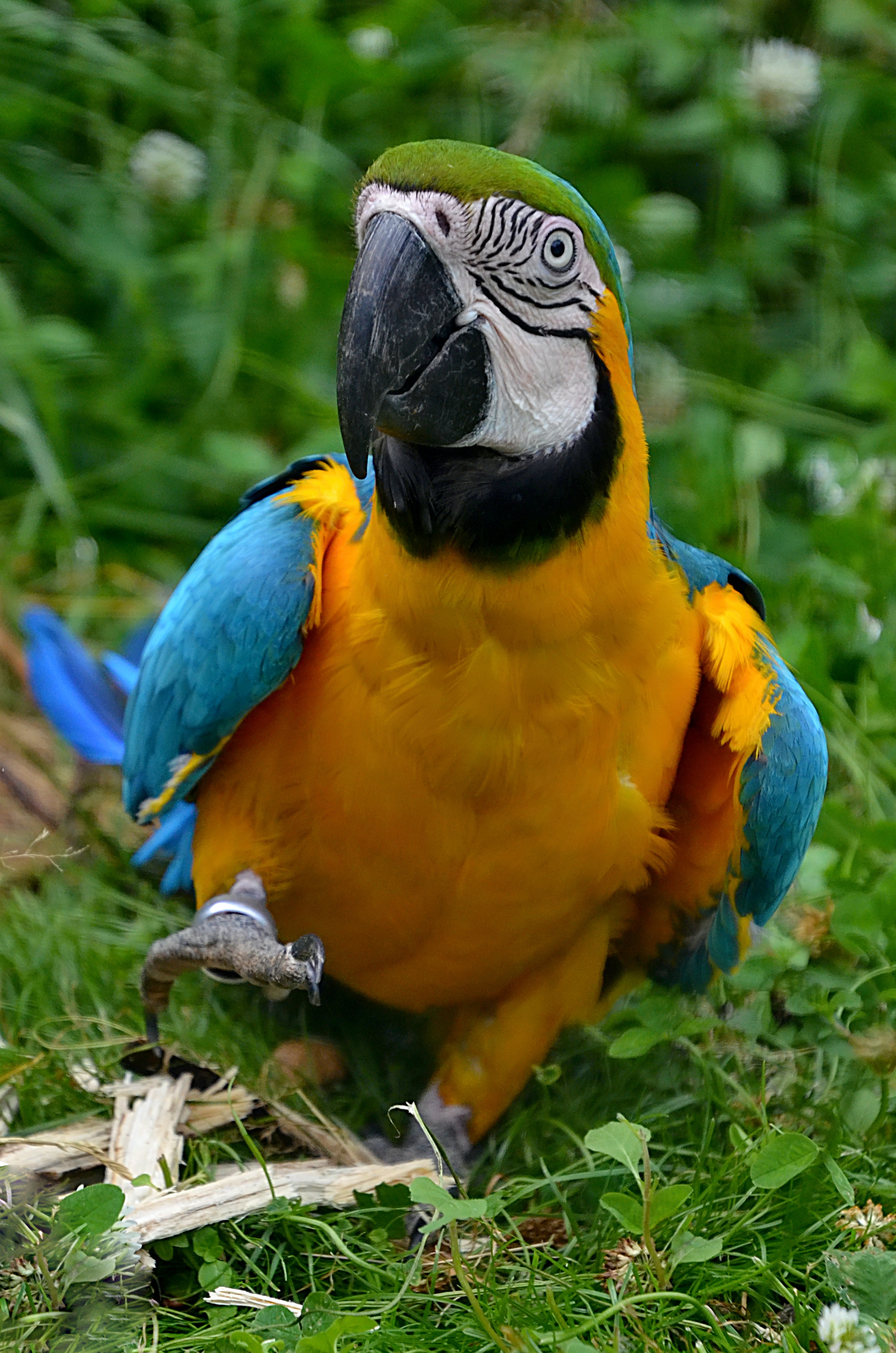 Blue-And-Yellow Macaw Wallpapers