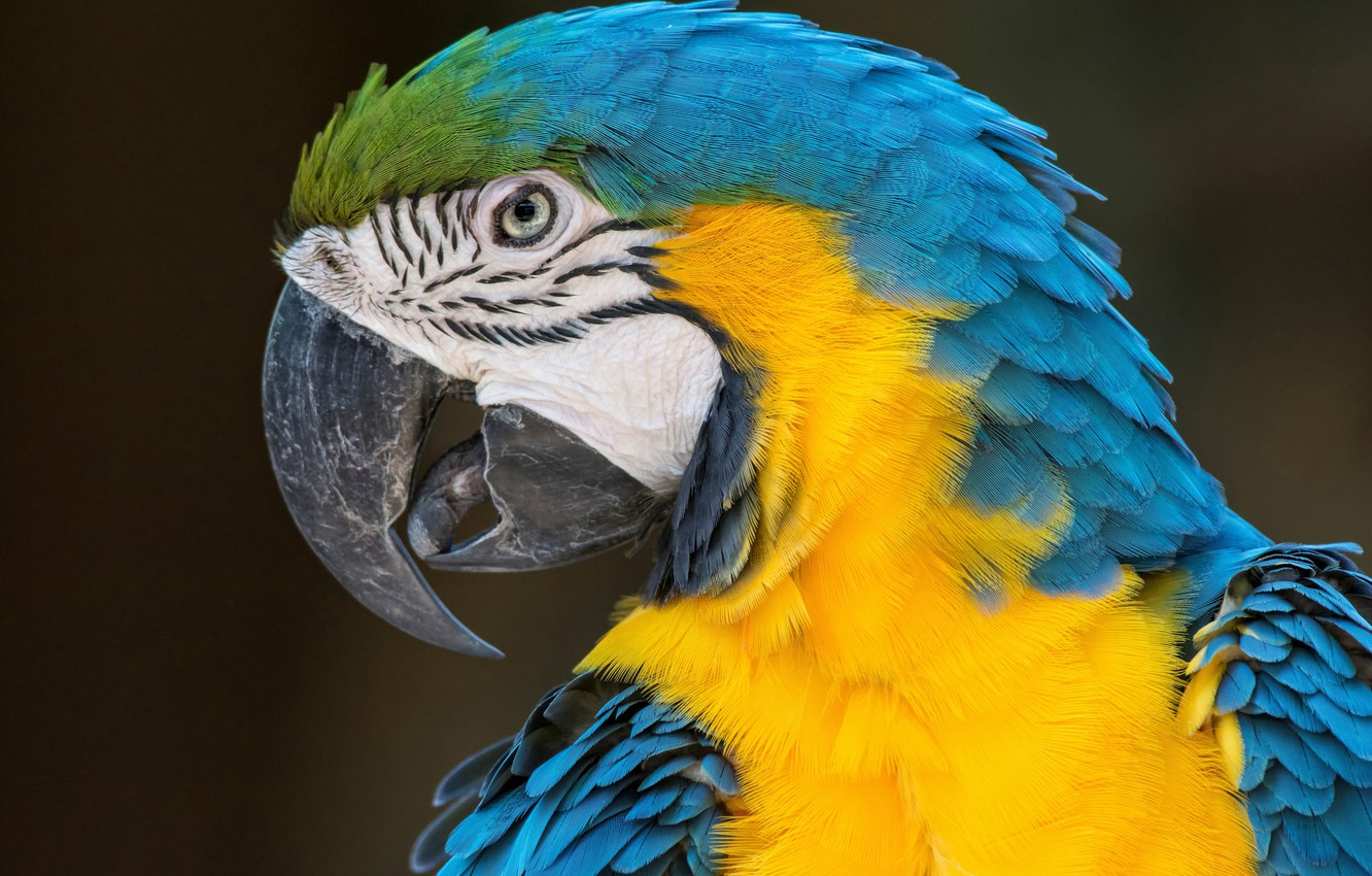 Blue-And-Yellow Macaw Wallpapers