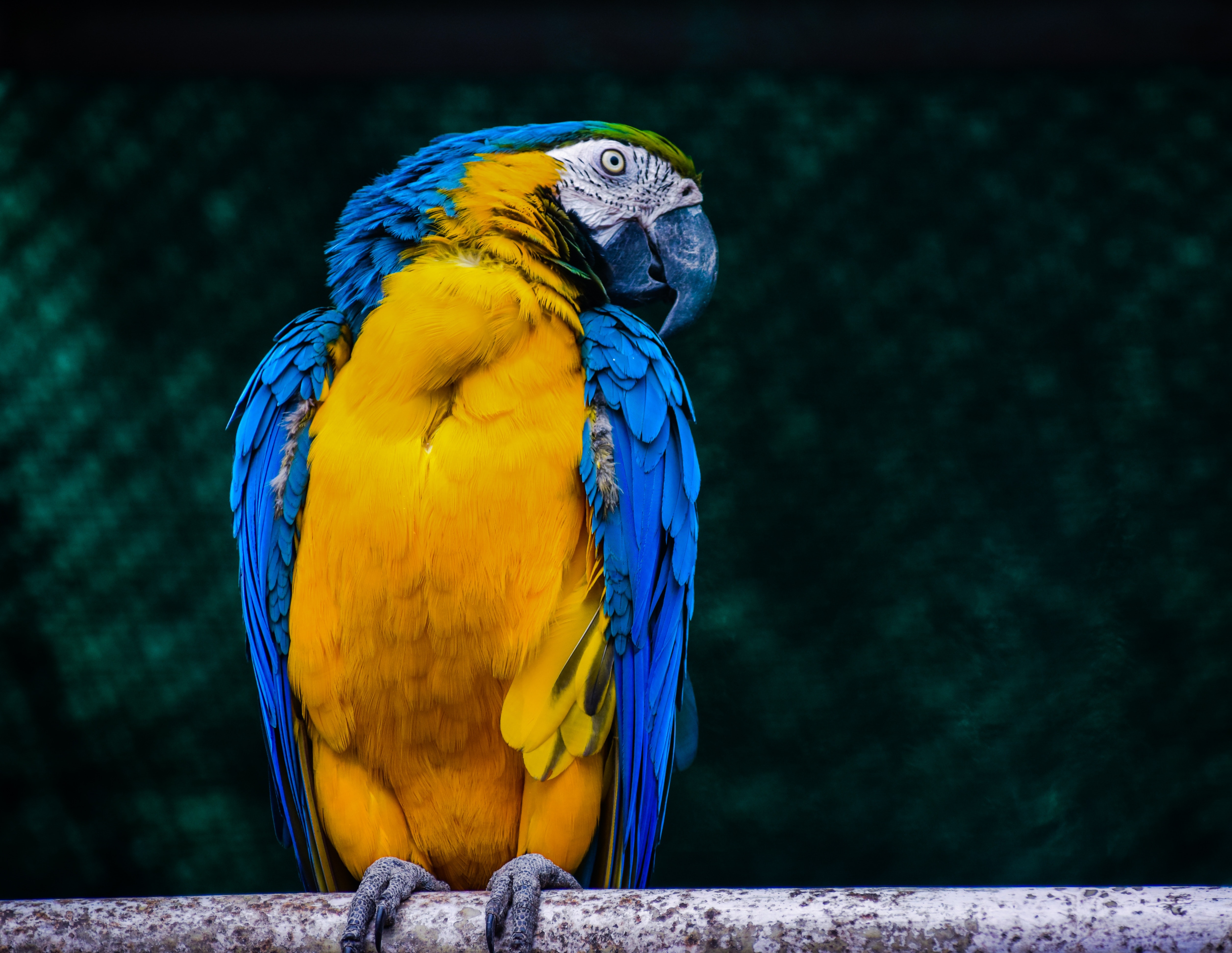 Blue-And-Yellow Macaw Wallpapers