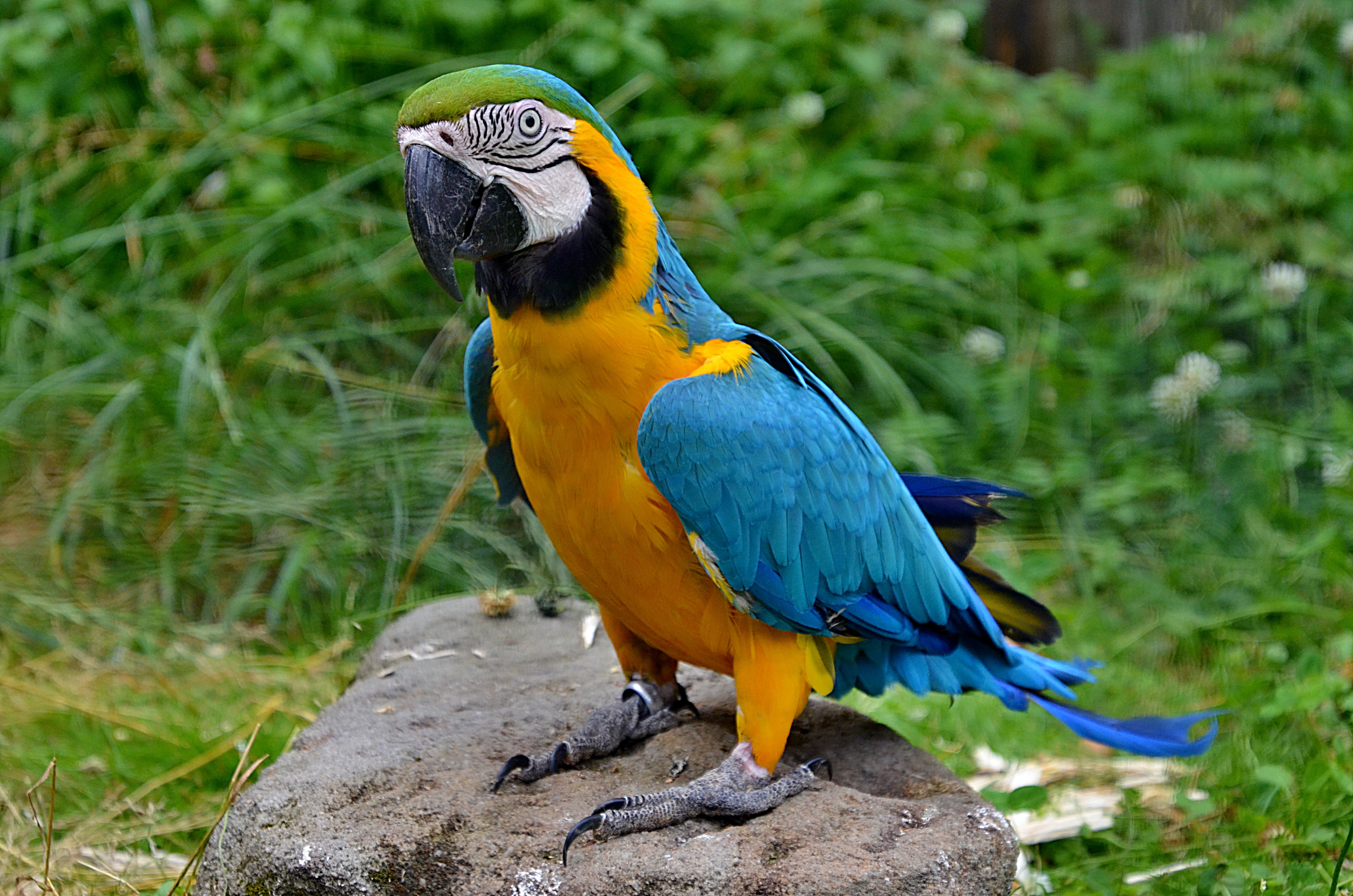 Blue-And-Yellow Macaw Wallpapers