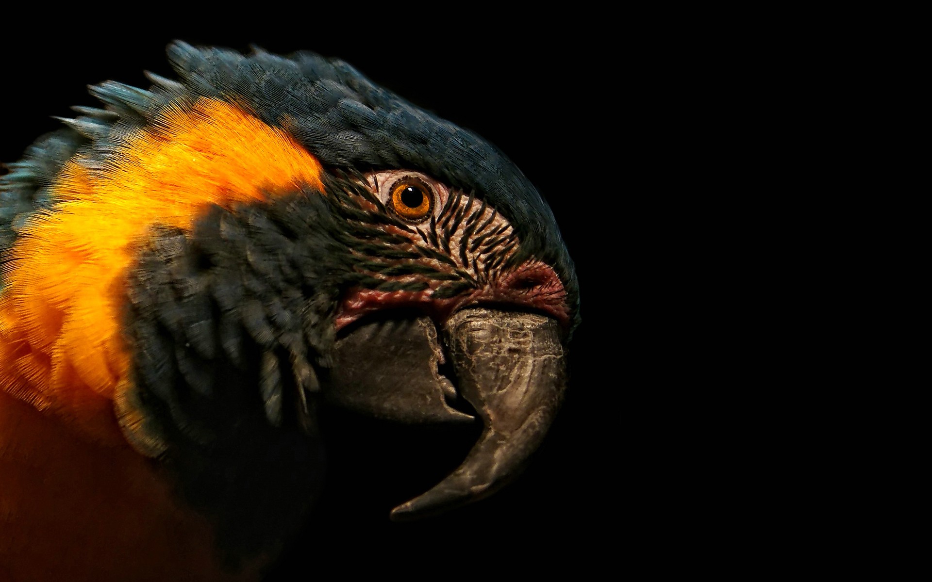 Blue-And-Yellow Macaw Wallpapers