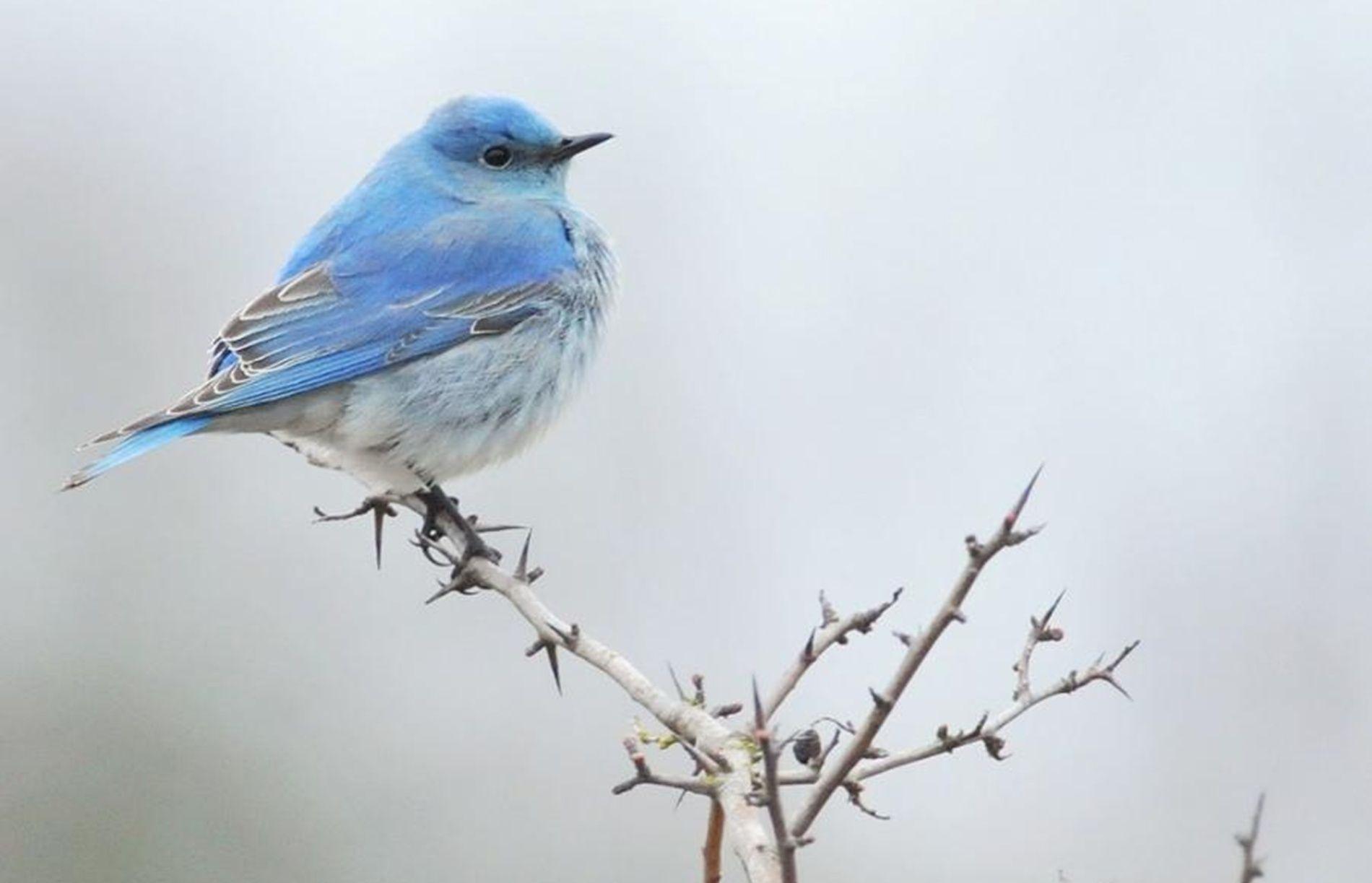 Bluebird Wallpapers