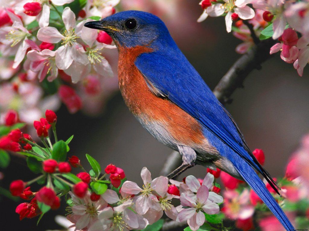 Bluebird Wallpapers