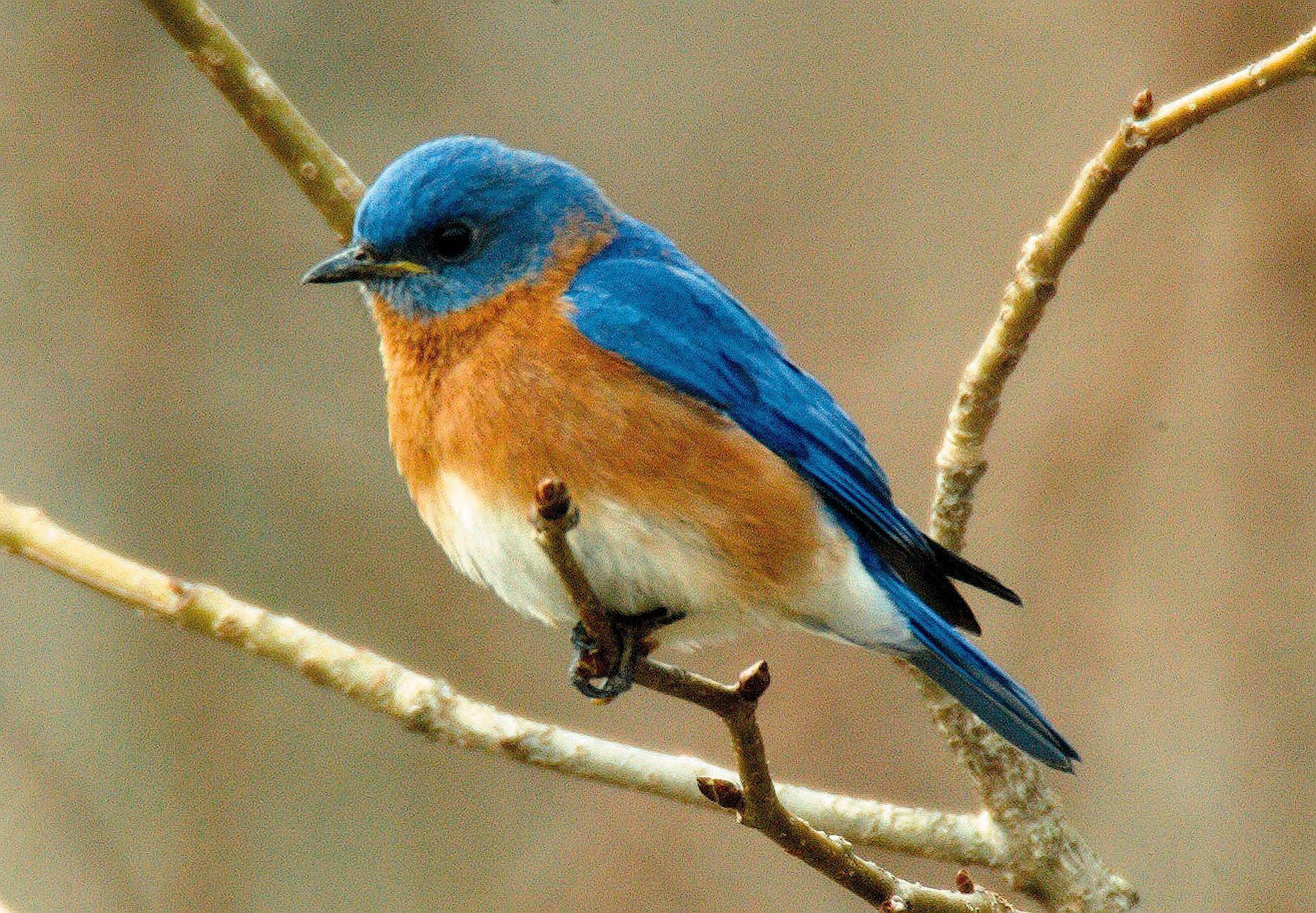 Bluebird Wallpapers