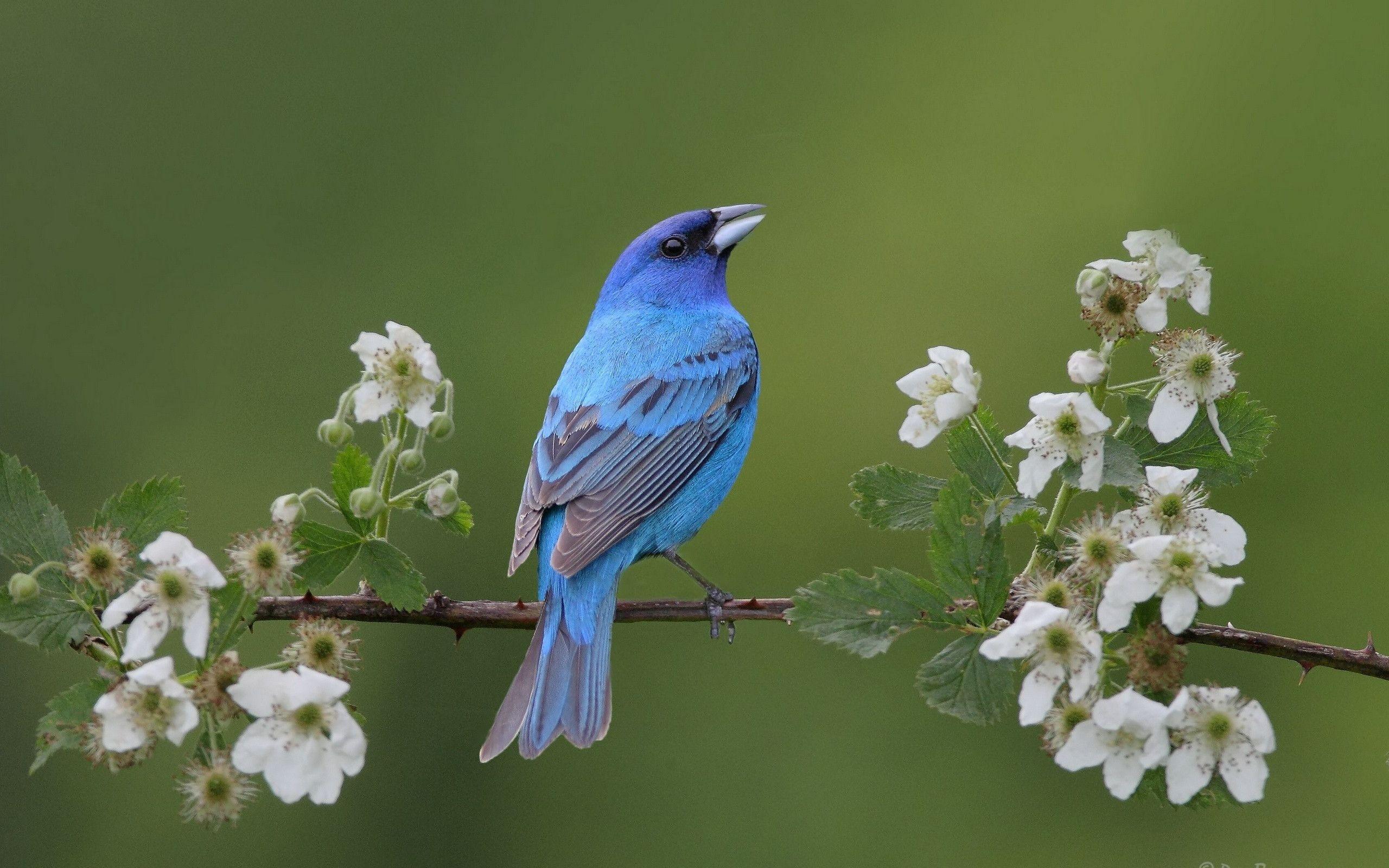 Bluebird Wallpapers