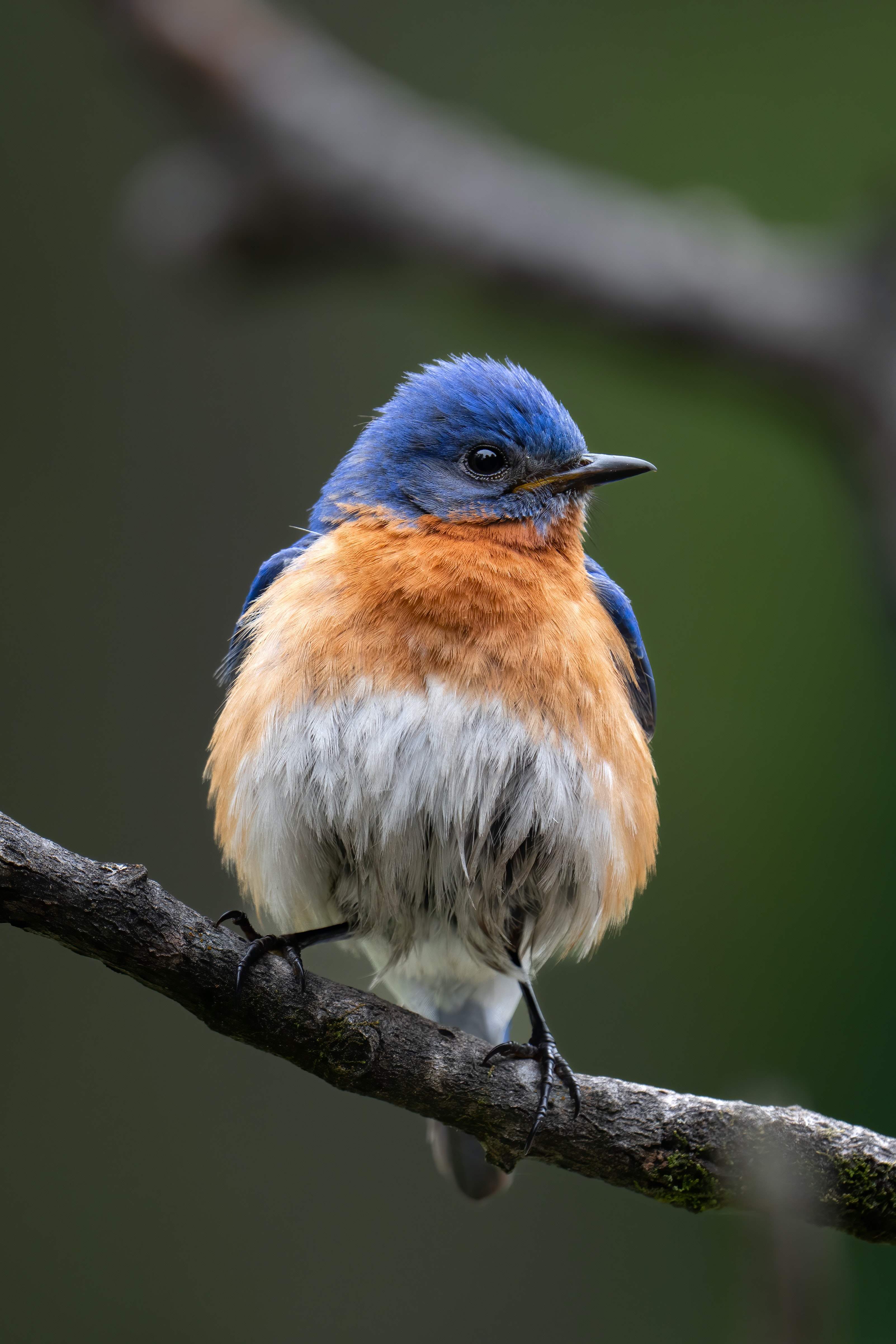 Bluebird Wallpapers