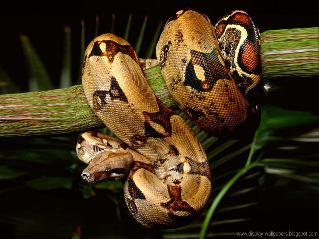 Boa Constrictor Wallpapers