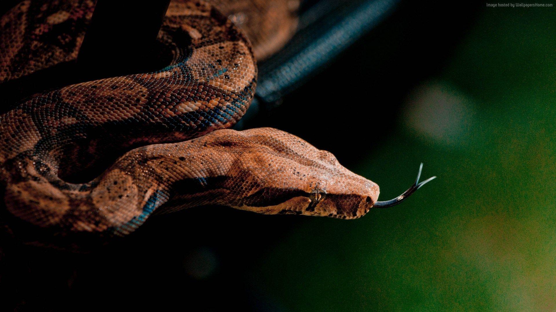 Boa Constrictor Wallpapers