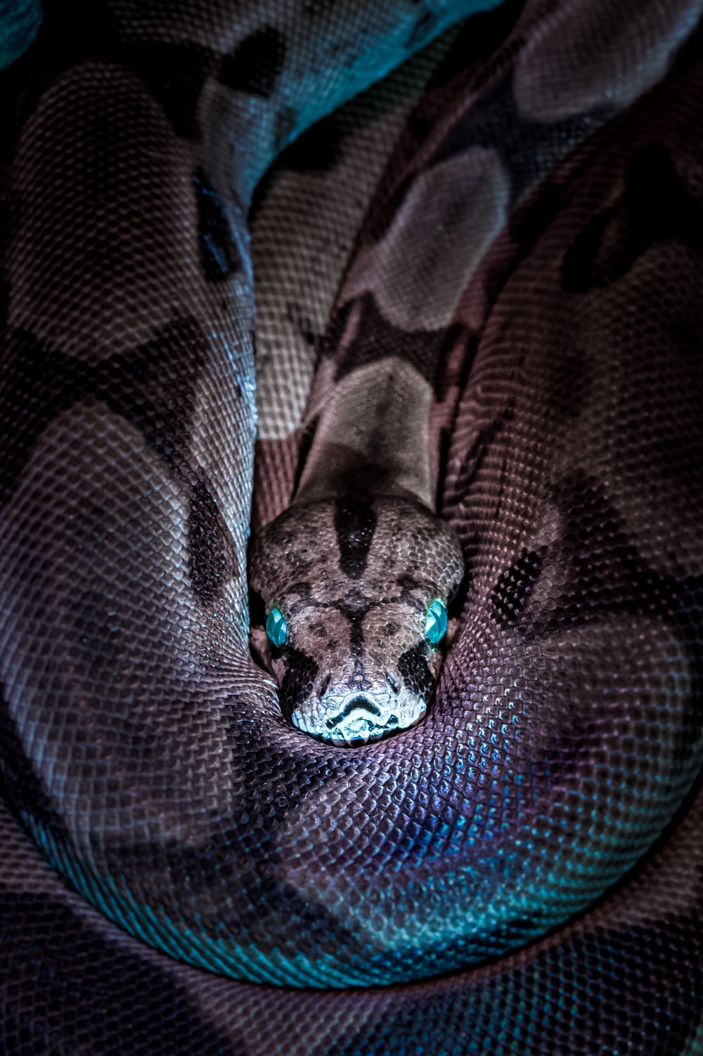 Boa Constrictor Wallpapers