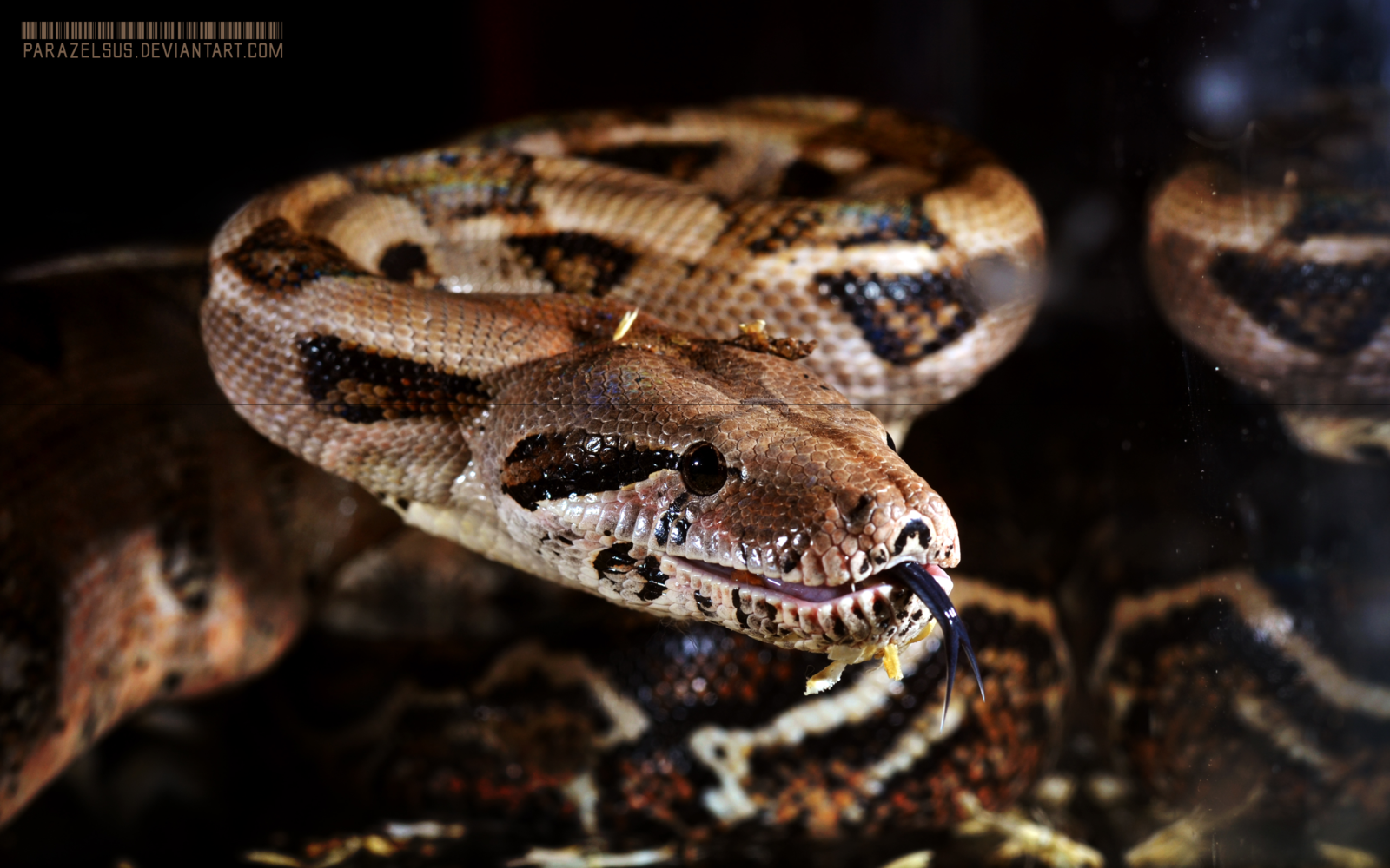 Boa Constrictor Wallpapers