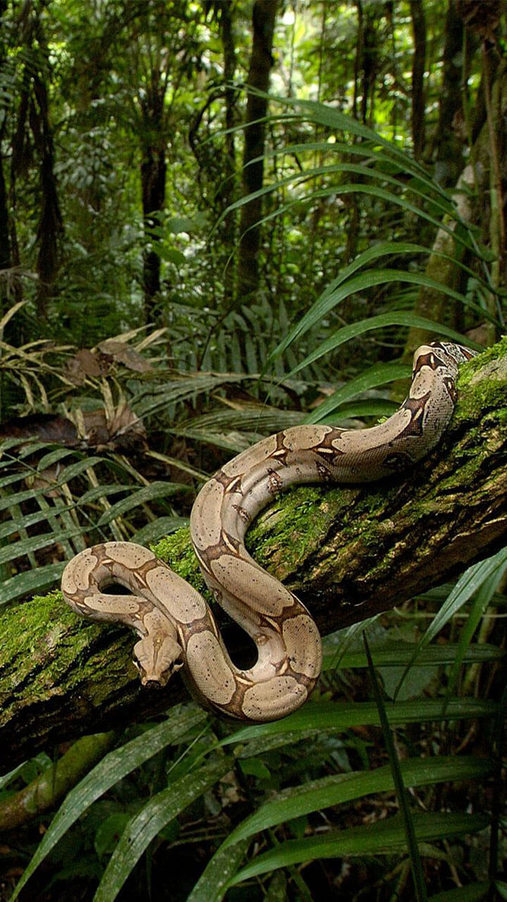 Boa Constrictor Wallpapers