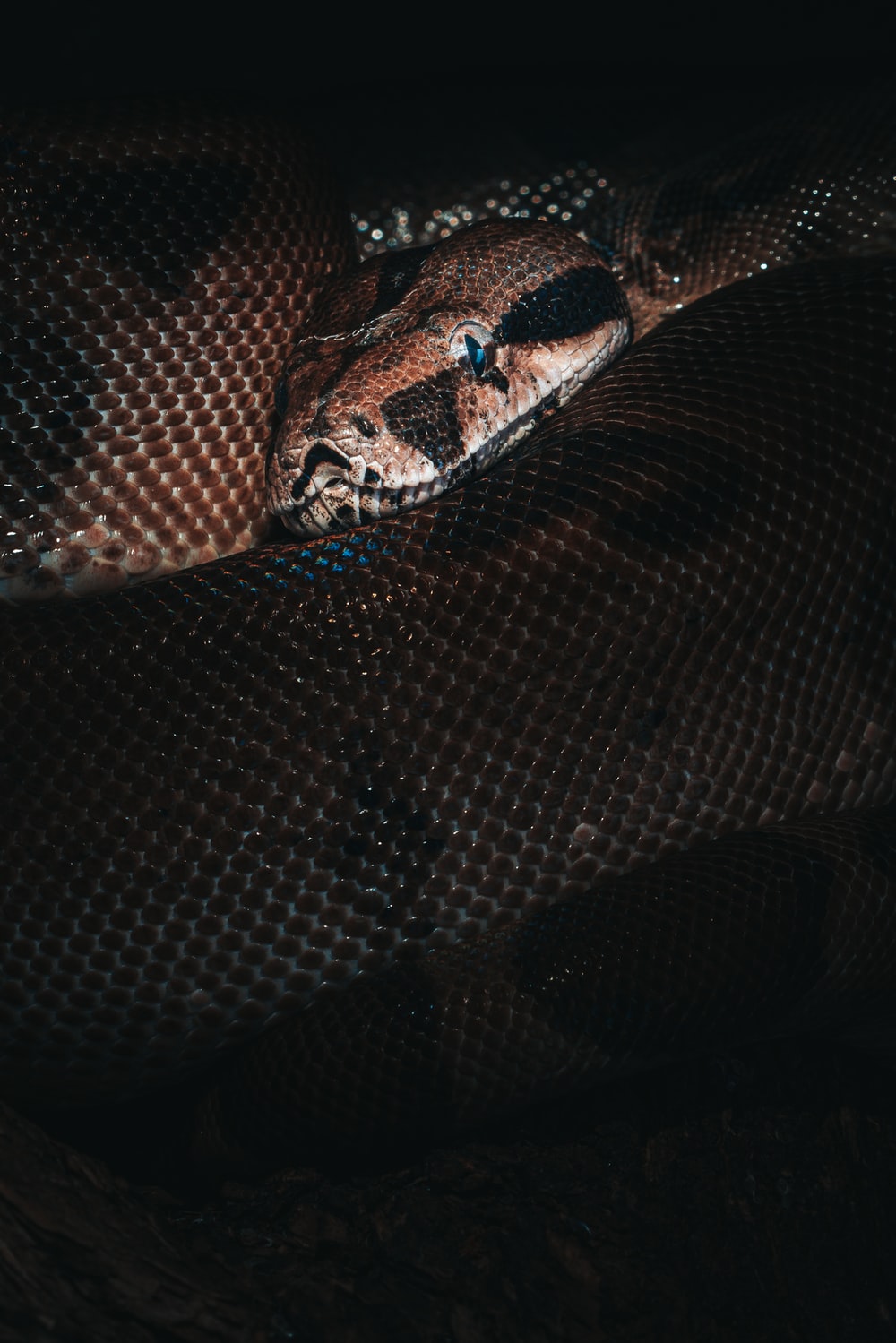 Boa Constrictor Wallpapers