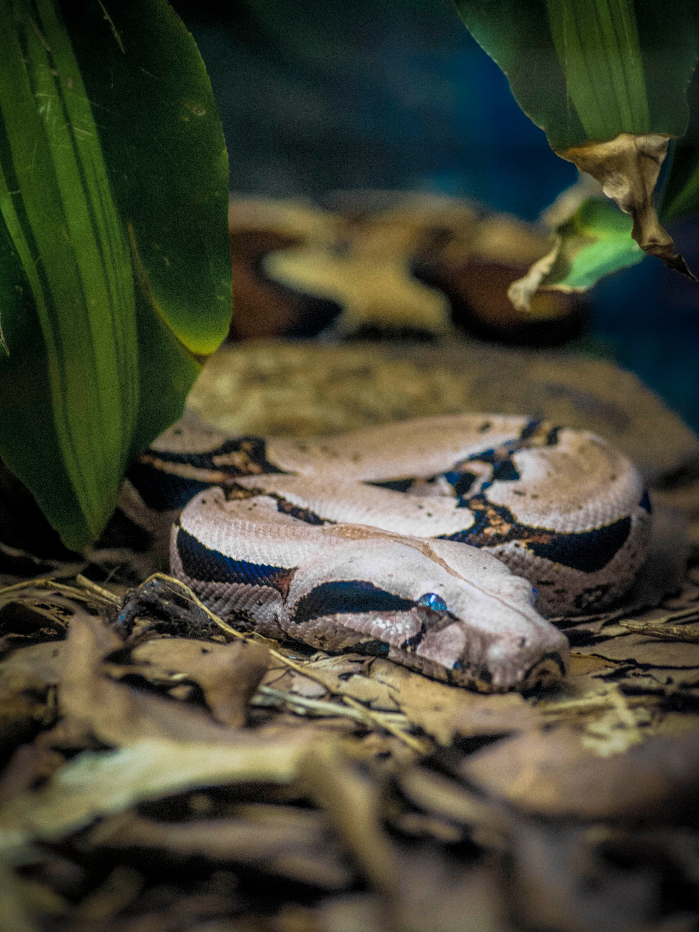 Boa Constrictor Wallpapers