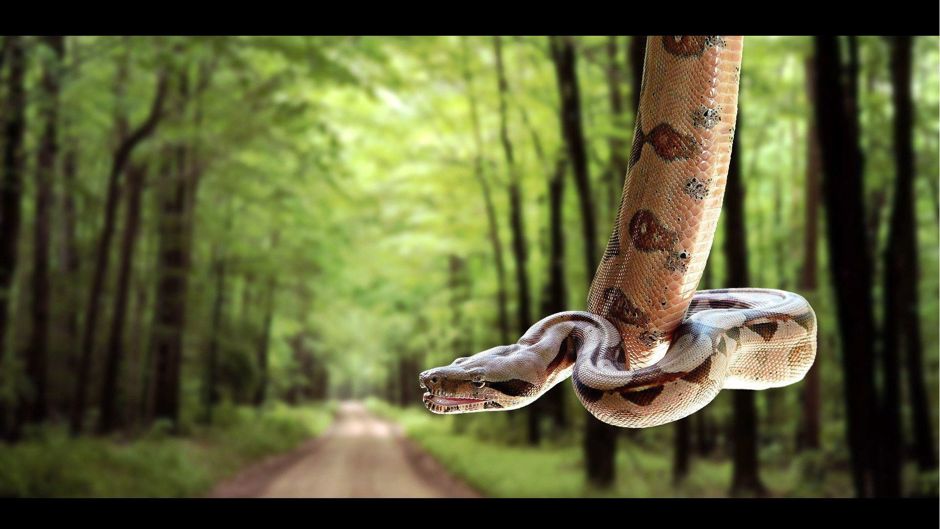 Boa Constrictor Wallpapers