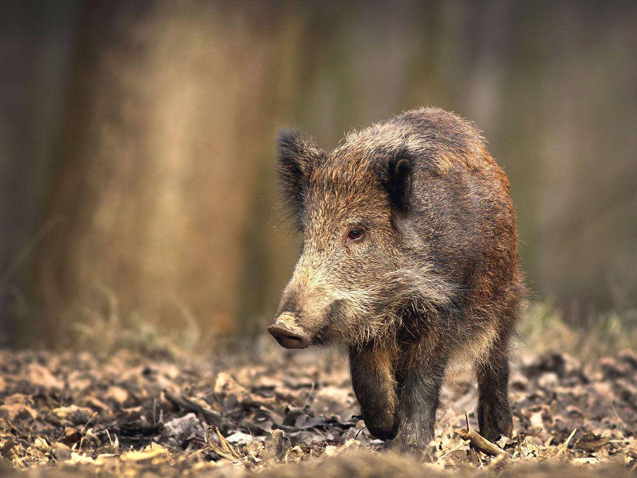 Boar Wallpapers